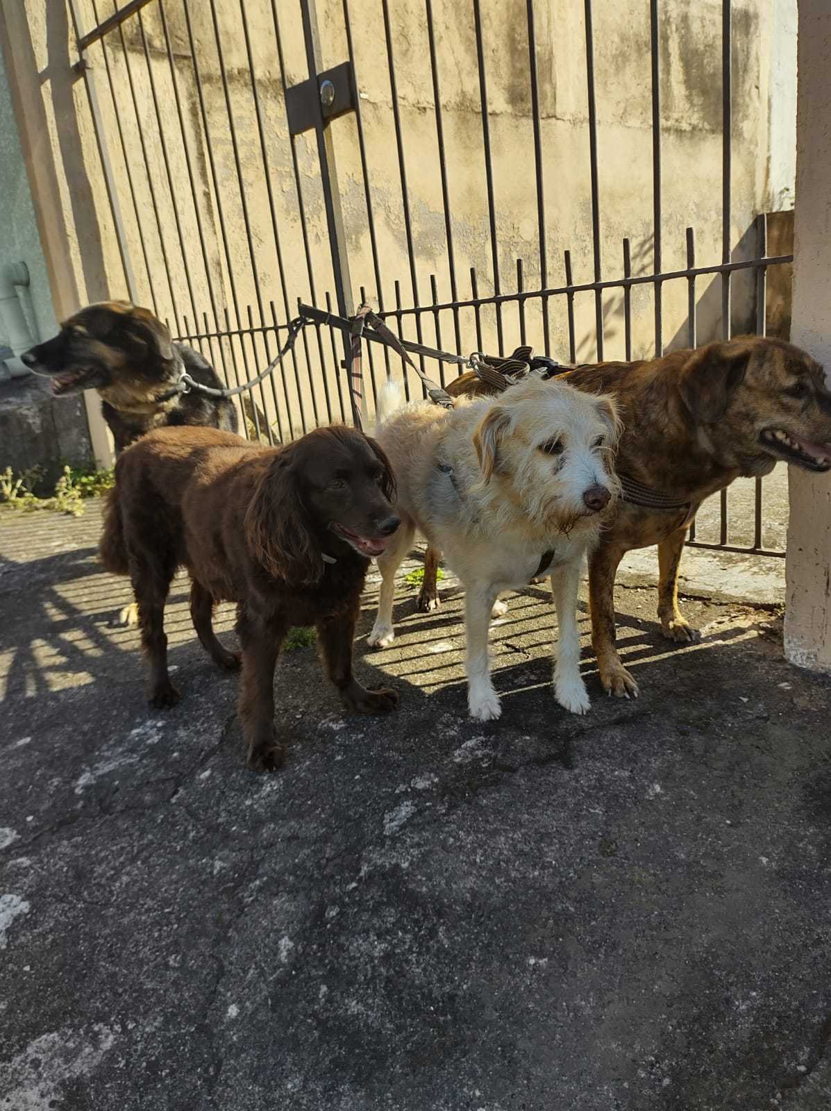 Foto da Galeria